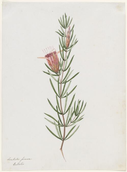 Lambertia formosa, Australia [picture] / [Joseph Lycett]