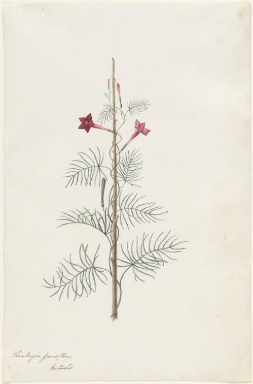 Thunbergia grandiflora, Australia, 1820 [picture] / J.L. delint