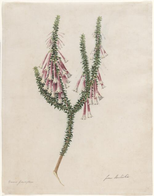 Epacris grandiflora from Australia [picture] / [Joseph Lycett]
