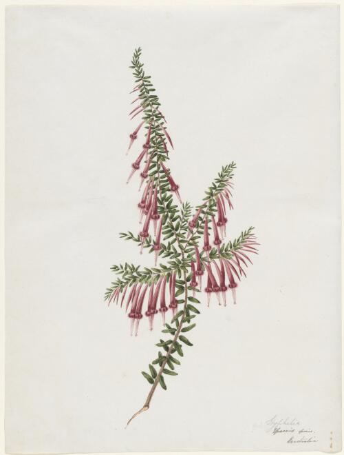 Styphelia, epacris species, Australia, scarlet epacris [picture] / [Joseph Lycett]