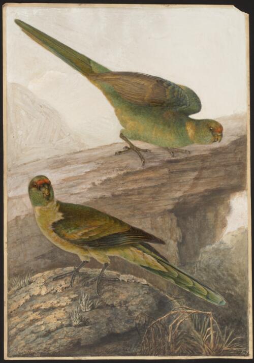 Mallee ringneck (Barnardius zonarius), Sydney region, 1819 [picture] / J.W. Lewin