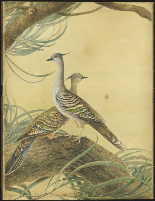 Crested pigeons (Ocyphaps lophotes), New South Wales, 1817 [picture] / J.W. Lewin