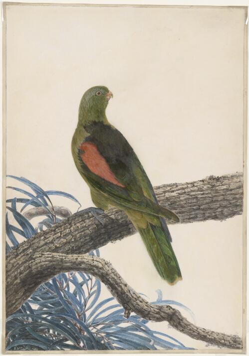 [Red-winged parrot (Aprosmictus erythropterus)] [picture] / J.W. Lewin
