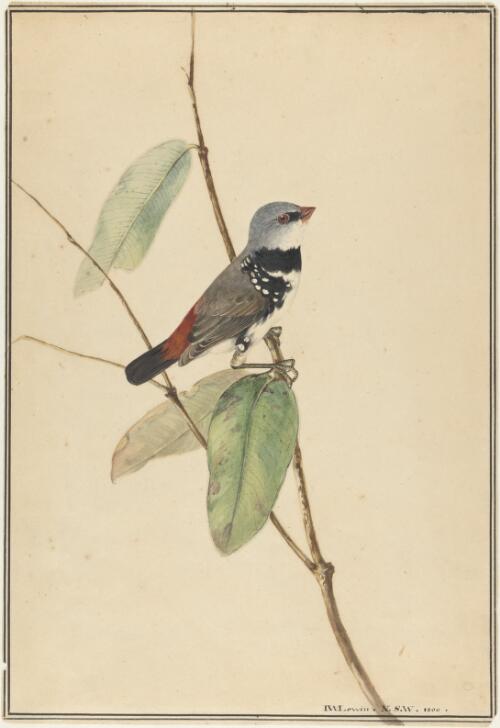 Spotted-sided finch (Diamond firetail or Stagonopleura guttata] [picture] / J.W. Lewin, N.S.W