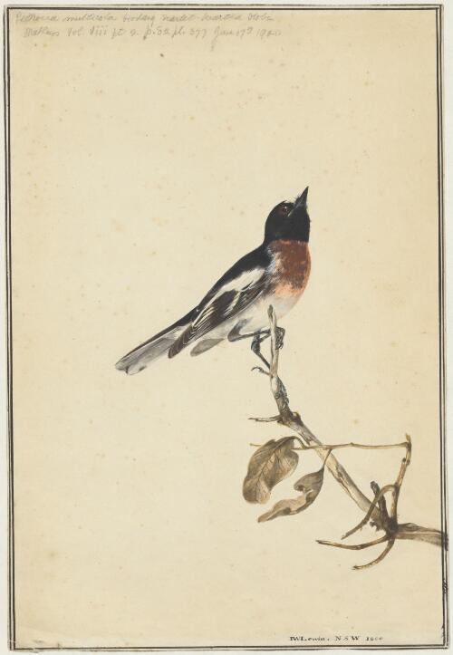 Scarlet breasted robin [Petroica multicolour] New South Wales, 1800 [picture] / J.W. Lewin