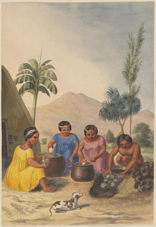 Cleaning the kalo, Sandwich Islands, 1852 [picture] / [James Gay Sawkins]