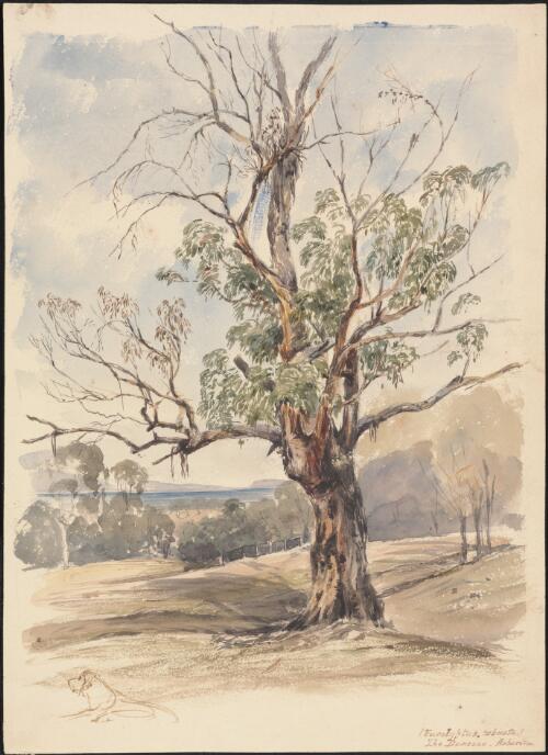 Eucalyptus robusta, the Demesne, [i.e. Domain] Hobarton [picture] / [Charles Edward Stanley]