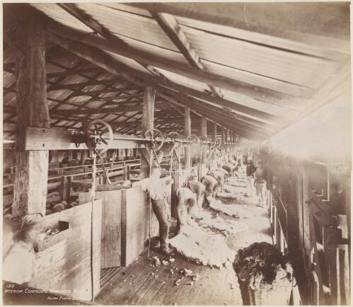 Shearers shearing in woolshed, New South Wales?, ca. 1900 [picture] / Charles H. Kerry