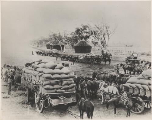 Loading up the wheat teams, ca. 1900 [picture] / Charles H. Kerry
