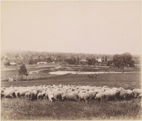 Station homestead, with sheep and dam in foreground, ca. 1900 [picture] / Kerry Photo Sydney