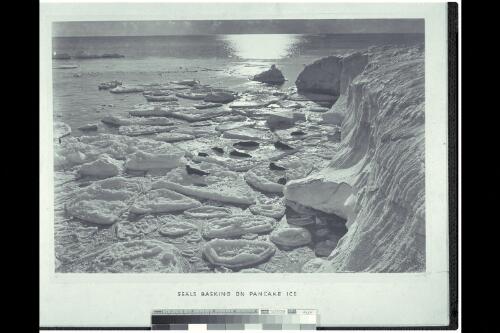 Seals basking on pancake ice [picture] / H. G. Ponting