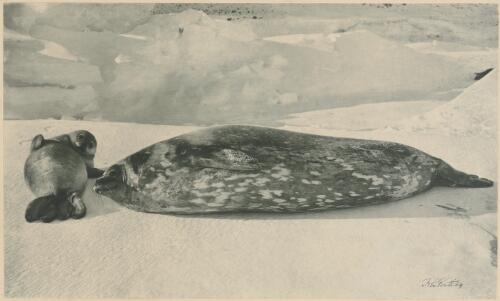 Weddell seal and cub [picture] / H. G. Ponting