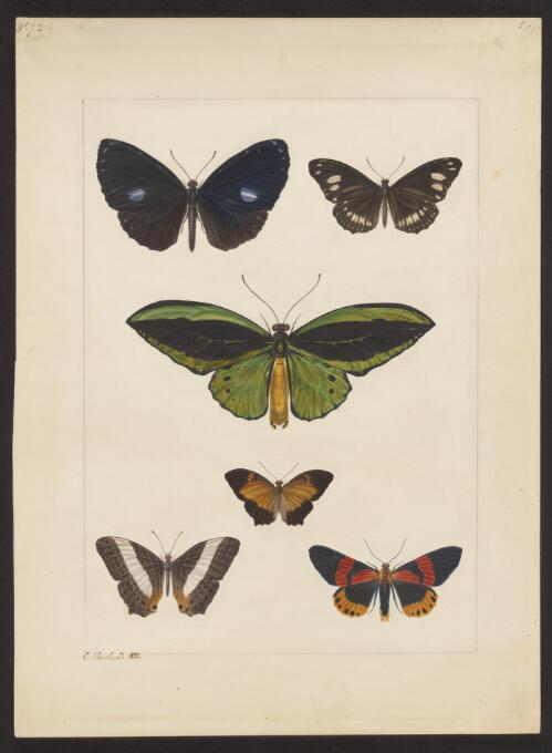 [Butterflies ; Danaaide eunice, Danaaide eleutho, Papillon priam, Argynne egestine, Nymphale acilia, Callimorphe requin] [picture] / E. Blanchard