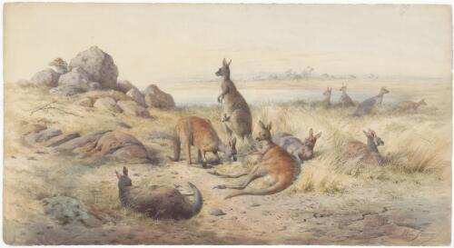 The haunt of the kangaroo [picture] / Wm. Strutt