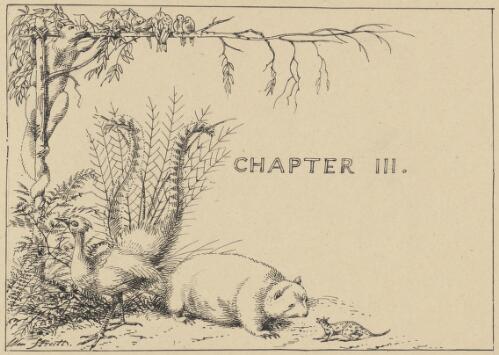 [Illustration for chapter 3 of the artist's story Cooey, or, The trackers of Glenferry] [picture] / Wm. Strutt