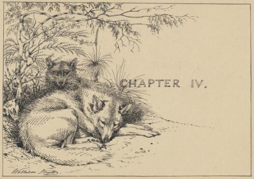 [Illustration for chapter 4 of the artist's story Cooey, or, The trackers of Glenferry] [picture] / William Strutt