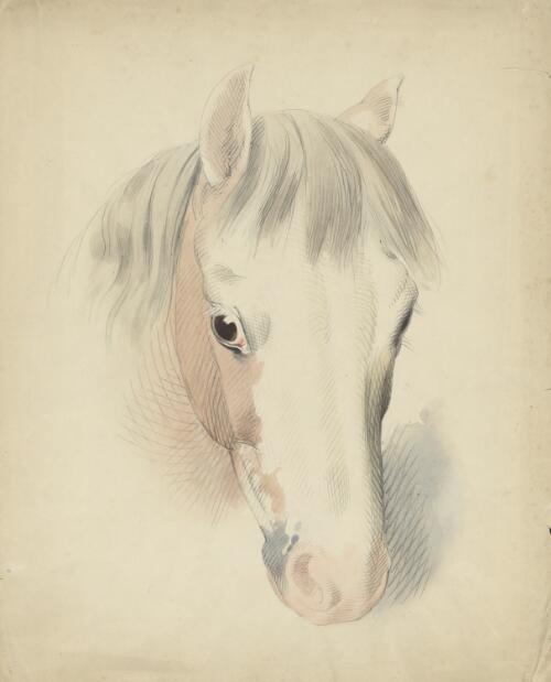 Head of a horse [picture] / William Strutt