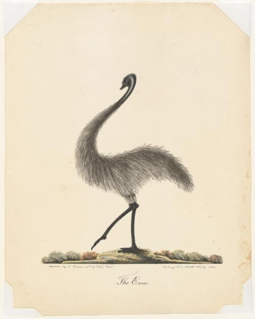 The emu [picture] / drawn by R. Browne