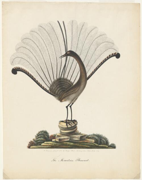 The mountain pheasant [picture] / R. Browne pinxt