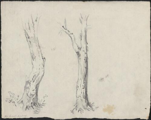 [Tree trunks] [picture] / Lionel Lindsay