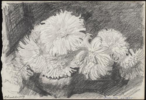 Study for Asters [picture] / Lionel Lindsay