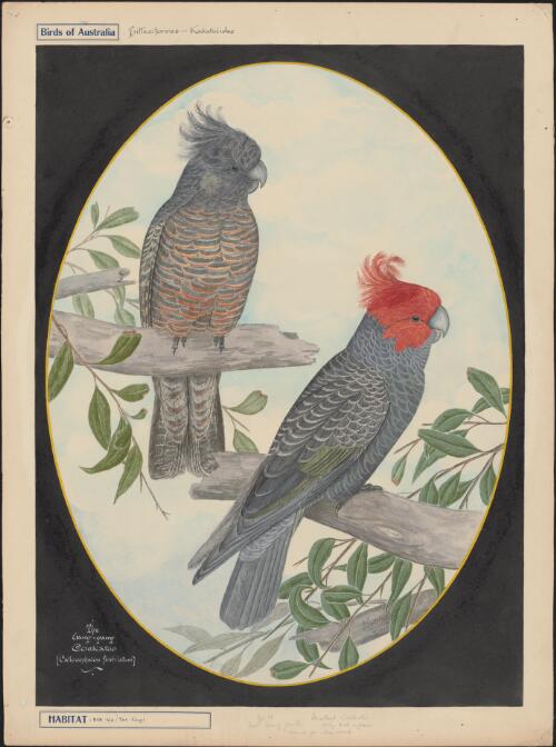 The gang-gang cockatoo (Callocephalon fimbriatum) [picture] / E. Gostelow