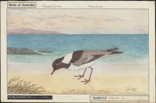 The hooded dotterel (Charadrius cucullatus) [picture] / E. Gostelow
