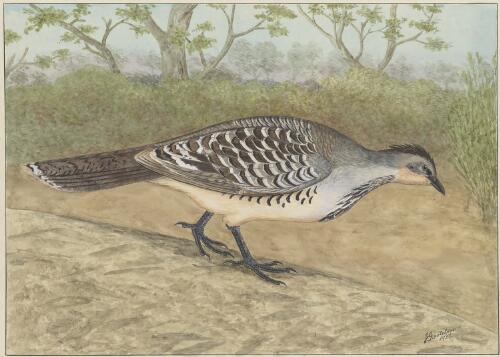 The mallee fowl (or lowan) (Leipoa ocellata) [picture] / E. Gostelow