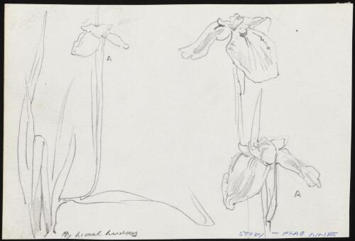 Study flag lilies [picture] / Lionel Lindsay