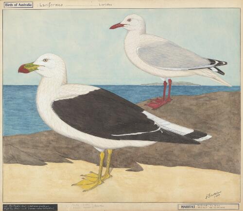 The Pacific gull (Gabianus pacificus) ; the silver gull (Larus novaehollandiae) [picture] / E. Gostelow