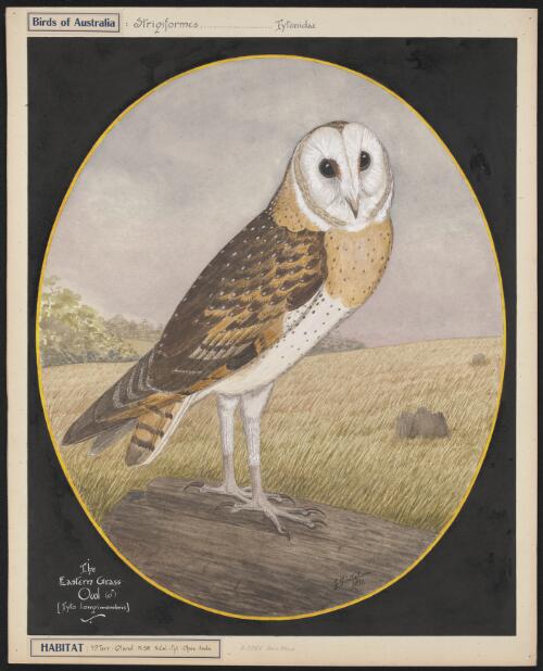 The eastern grass owl, Tyto longimembris, 1936 [picture] / E. Gostelow