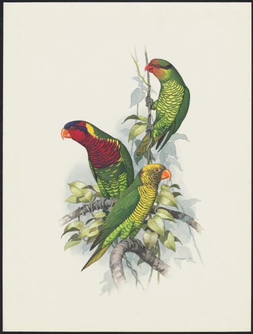 Ornate lory (Trichoglossus ornatus) ; yellow and green lorikeet (Trichoglossus flavoviridis flavoviridis) ; Johnstone's lorikeet (Trichoglossus johnstoniae johnstoniae) [picture] / W.T. Cooper