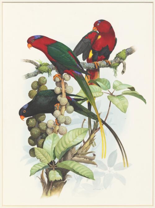 Papuan lory (Charmosyna papou papou) ; Stella's lory (Charmosyna papou goliathina) ; Stella's lory Charmosyna papou goliathina) [picture / W.T. Cooper