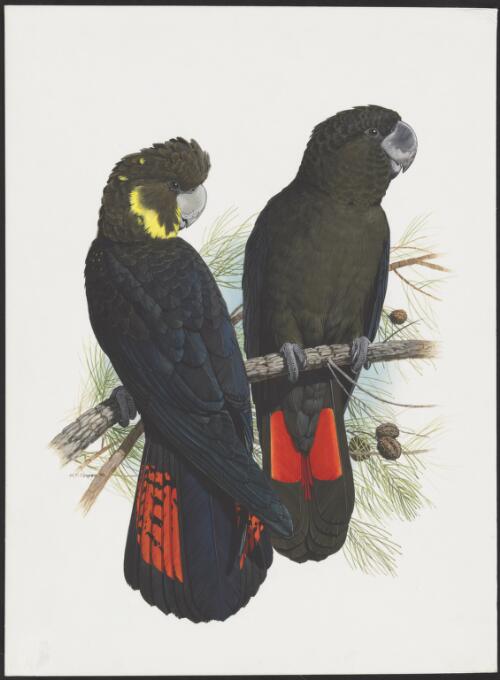 Female and male Glossy cockatoo, Calyptorhyncus lathami, Eastern Australia, 1970 [picture / W.T. Cooper