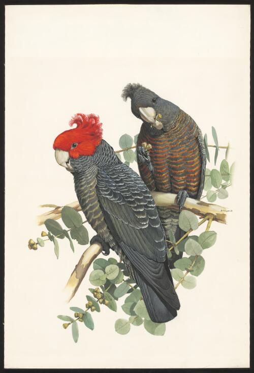 Gang-gang cockatoo (Callocephalon fimbriatum) [picture / W.T. Cooper