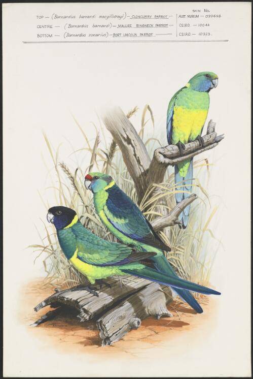 Cloncurry parrot (Barnardius barnardi macgillivrayi) ; Mallee ringneck parrot (Barnardius barnardi barnardi) ; Port Lincoln parrot (Barnardius zonarius zonarius) [picture] / W.T. Cooper