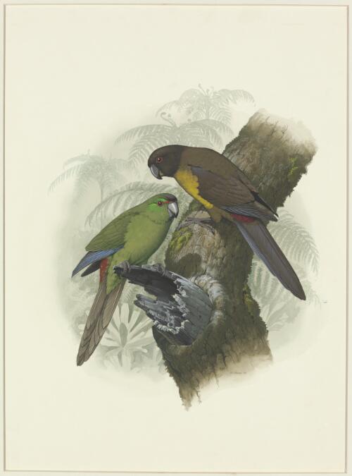 Black-fronted parakeet (Cyanoramphus zealandicus), society parakeet (Cyanoramphus ulietanus) [picture] / W.T. Cooper