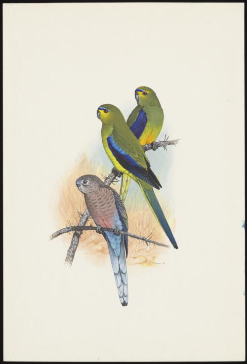 Bourke's parrot (Neophema bourkii) ; elegant parrot (Neophema elegans) ; blue-winged parrot (Neophema chrysostoma) [picture] / W.T. Cooper