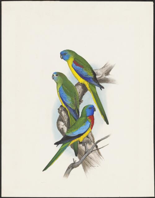 Turquoise parrot (Neophema pulchella) ; turquoise parrot (Neophema pulchella) ; scarlet-chested parrot (Neophema splendida) [picture] / W.T. Cooper