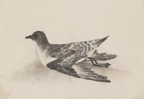 A cape pigeon, caught in the Indian Ocean [picture] / [Edwin Augustus Porcher]