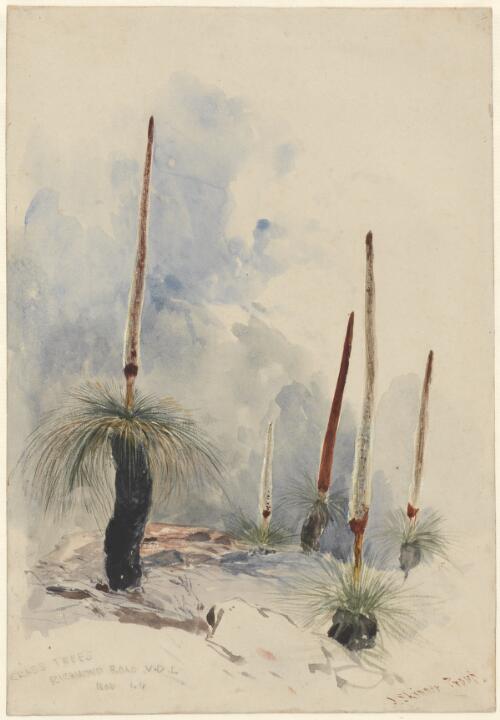 Grass trees, Richmond Road, V.D.L. [i.e. Van Diemen's Land] Nov. 44 [picture] / J. Skinner Prout