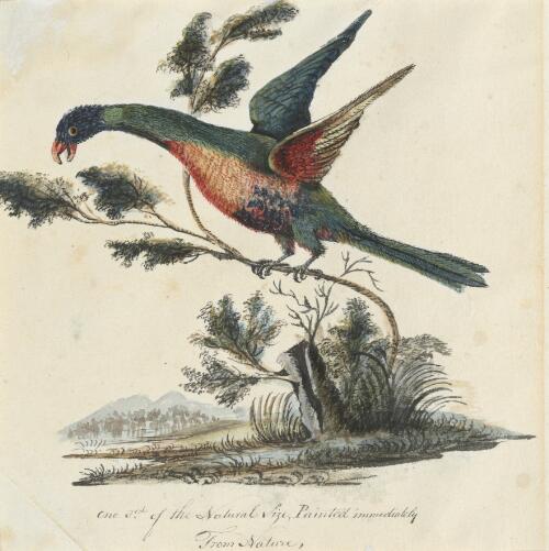 Rainbow lorikeet, ca. 1795 [picture]