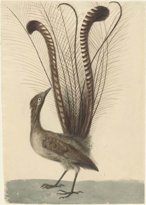 [Lyrebird of Australia] [picture] / [J.W. Lewin]