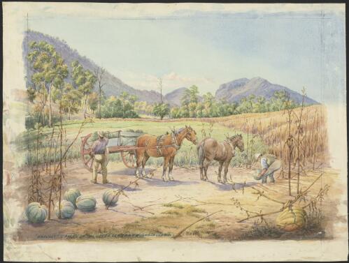 Harvest, valley of the upper Condamine, Queensland [picture] / D.S.T