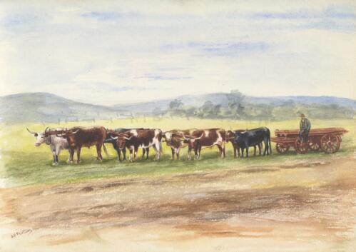 Bullock team, South Australia, ca. 1865 [picture] / G.C. Fenton