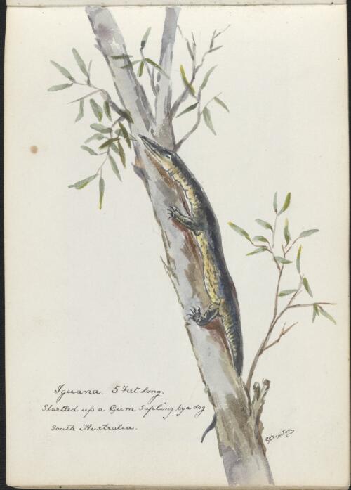 Iguana, 5 feet long, startled up a gum sapling by a dog, South Australia, ca. 1865 [picture] / G.C. Fenton