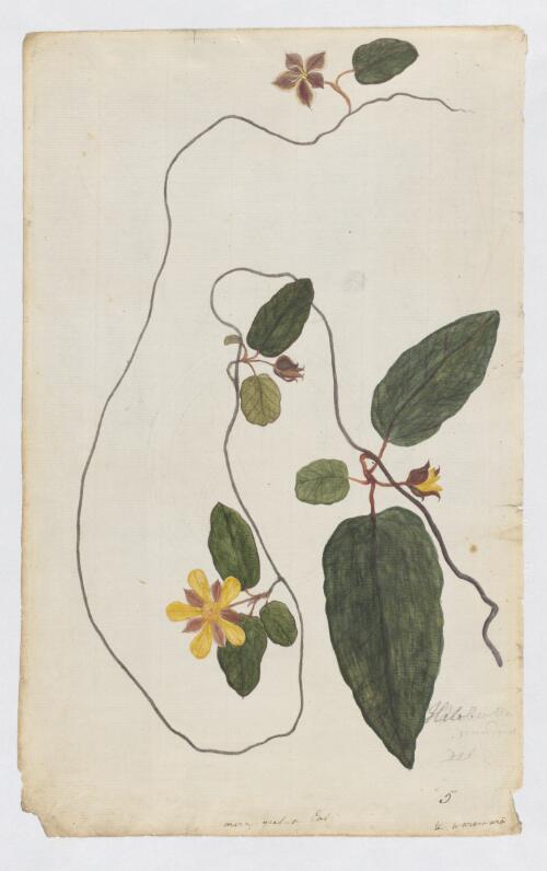 Trailing guinea flower (Hibbertia dentata), plant from Botany Bay region, N.S.W., ca. 1800 [picture]