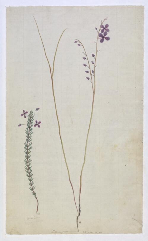 Tetratheca sp., plant from Botany Bay region, N.S.W., ca. 1800 [picture]
