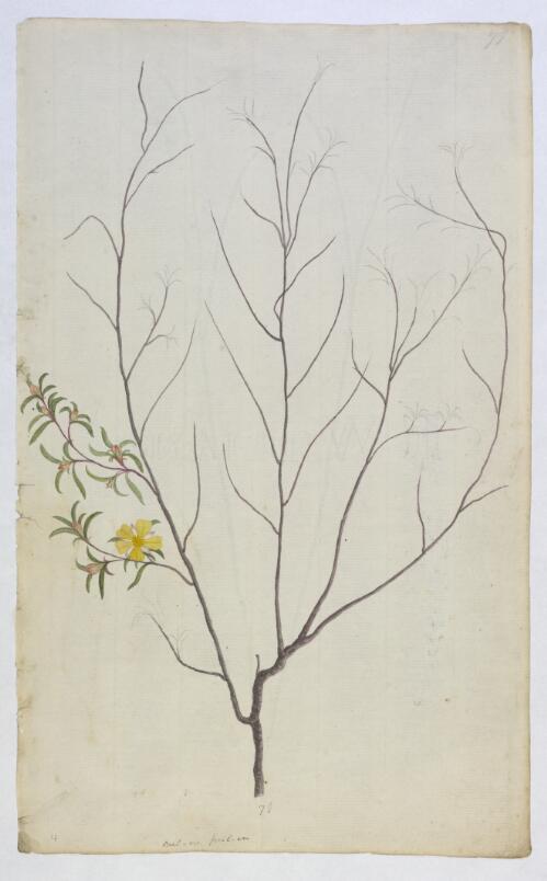 Guinea flower (Hibbertia salicifolia), plant from Botany Bay region, N.S.W., ca. 1800 [picture]
