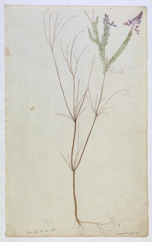 Heath milkwort (Comesperma ericinum), plant from Botany Bay region, N.S.W., ca. 1800 [picture]